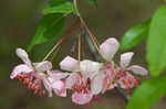 Southern crabapple